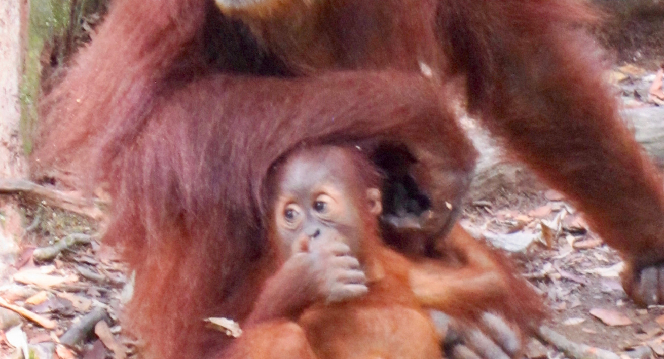 Rencontrer les orangs outans