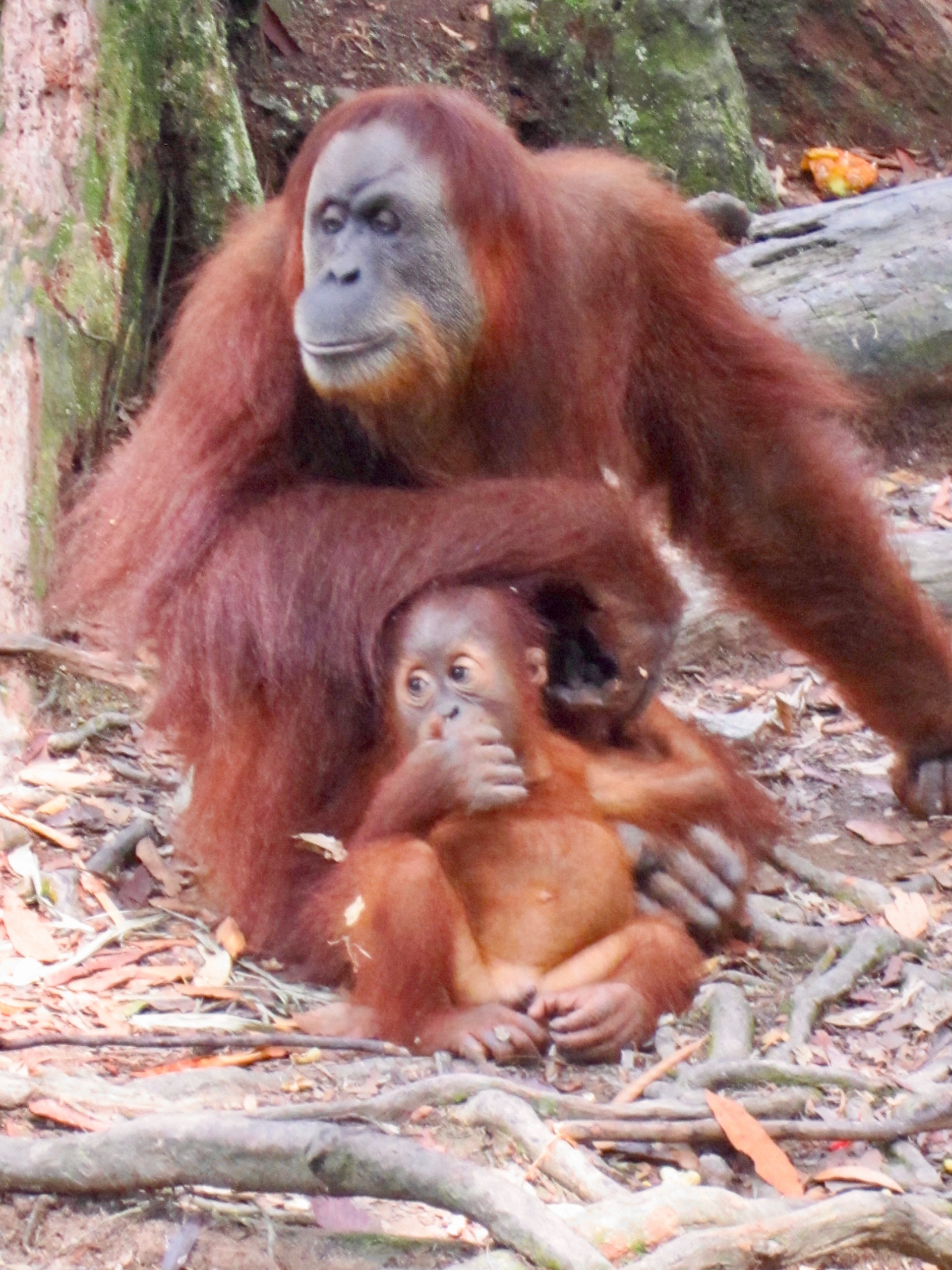 Rencontrer les orangs outans