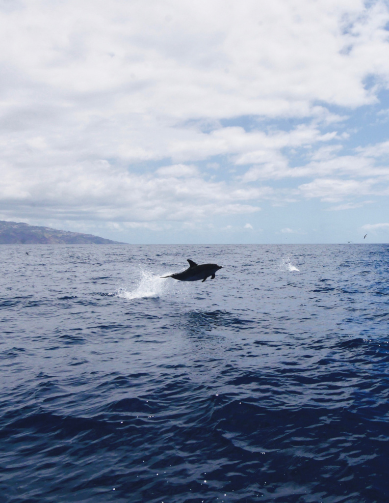 Dauphins Madère