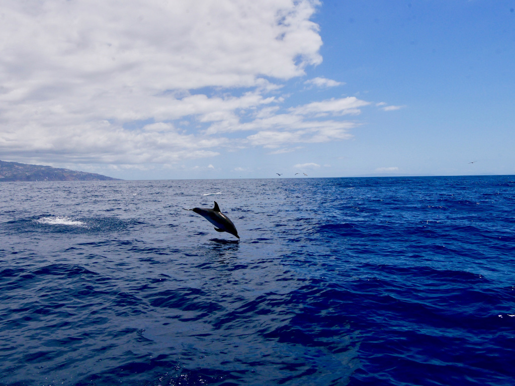 Dauphins Madère