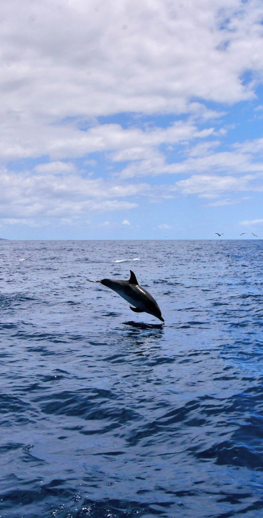 Dauphins Madère