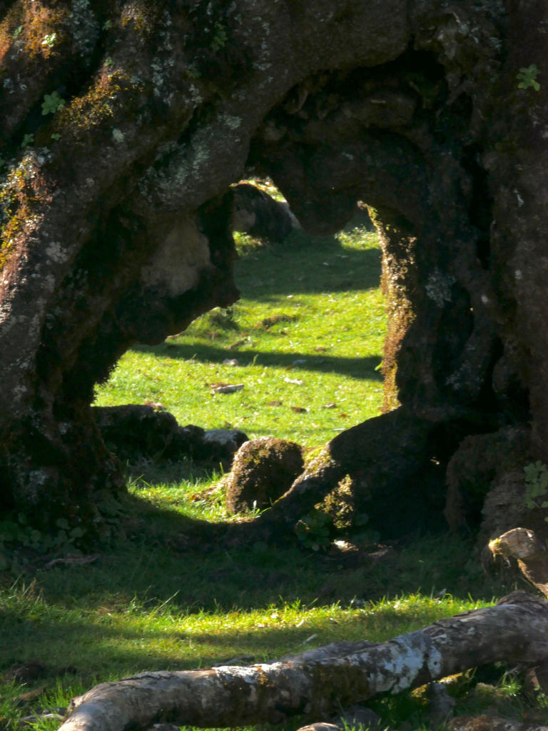 Foret de Fanal Madère