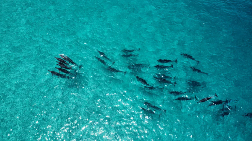 Oahu incontournables dauphins