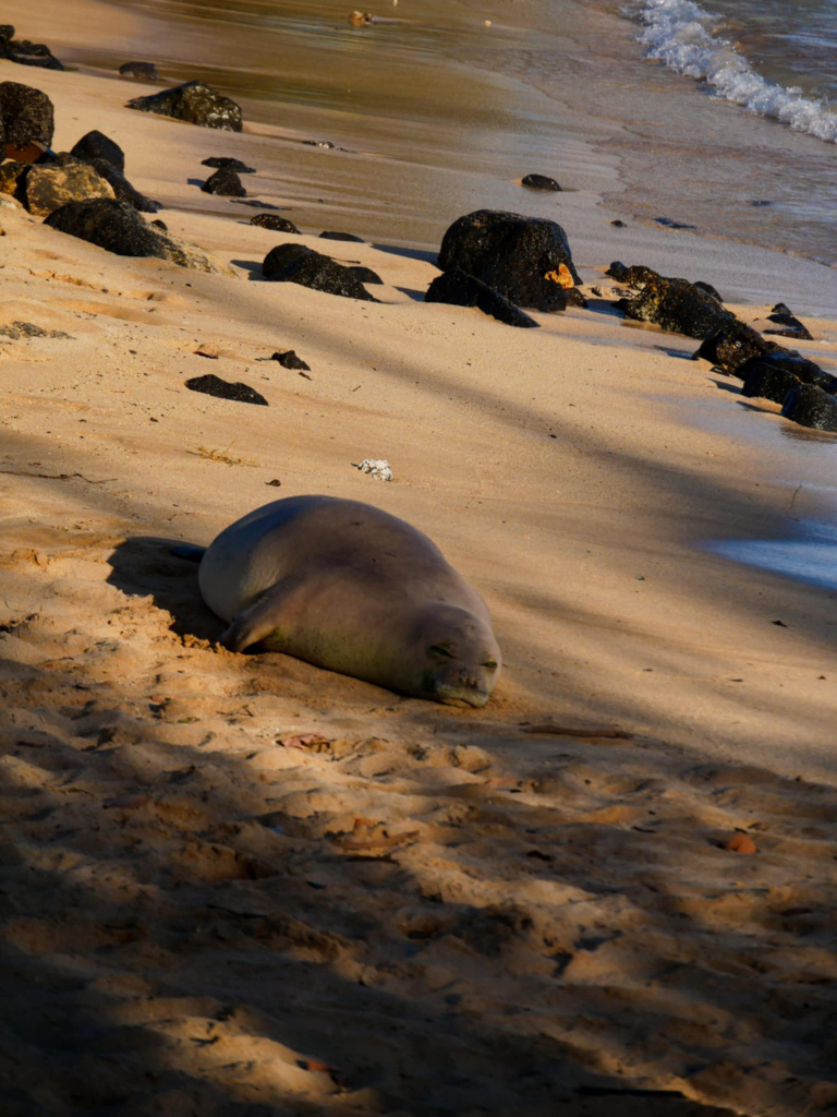 Kauai guide pratique incontournables