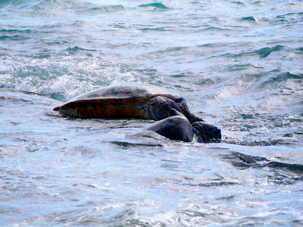 Oahu incontournables